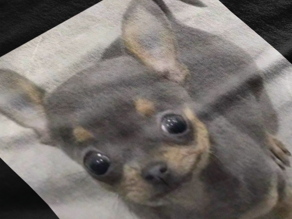 Chihuaha Fuerza Bro