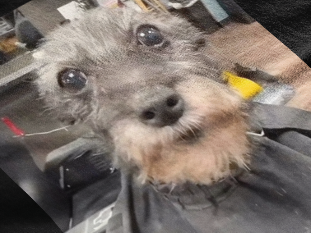 Perro barberia