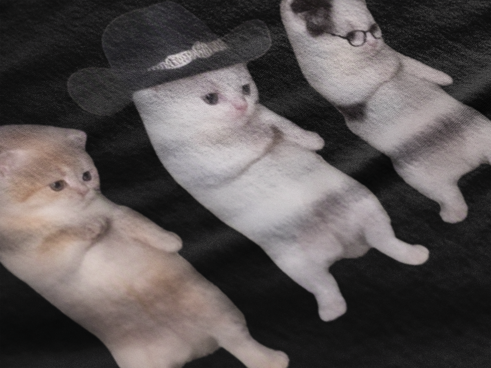 Gatos La Calabaza