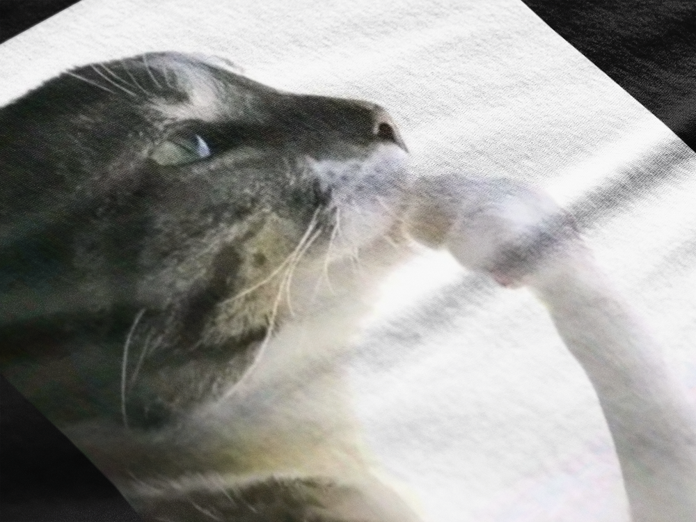 Gato sabio