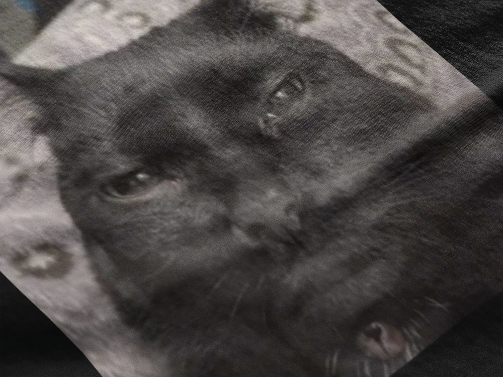 Gato serio