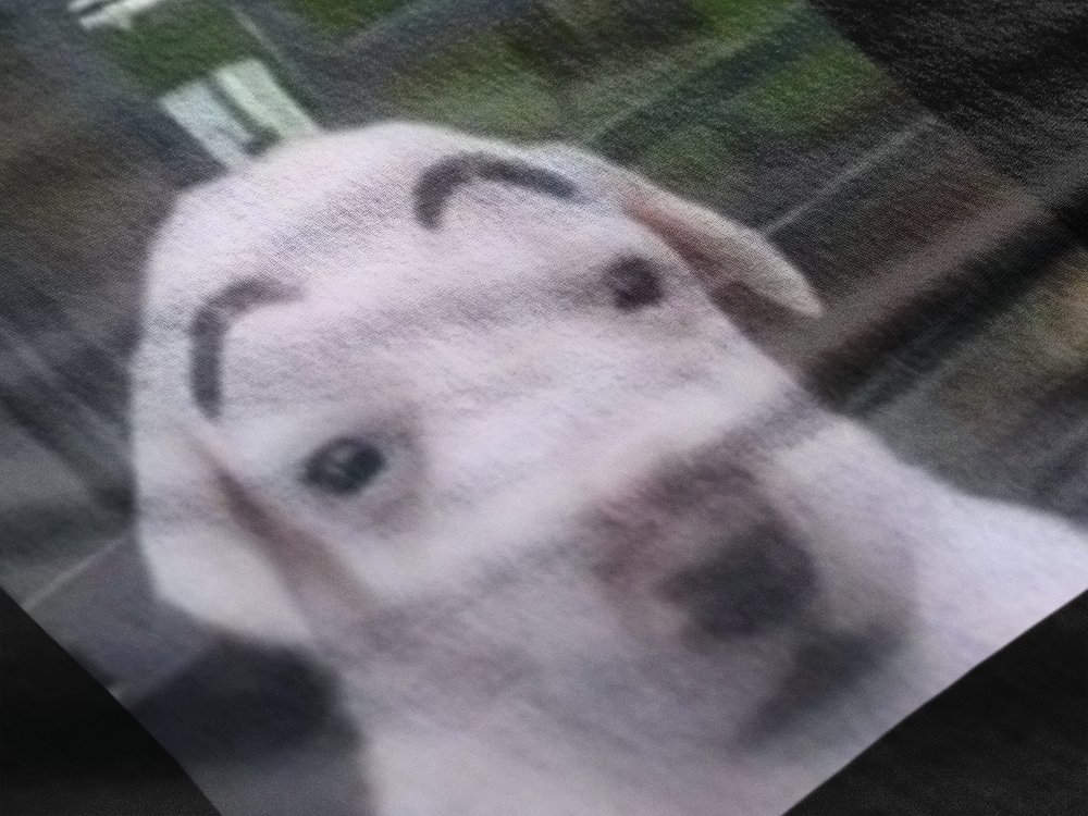 Perro cejon