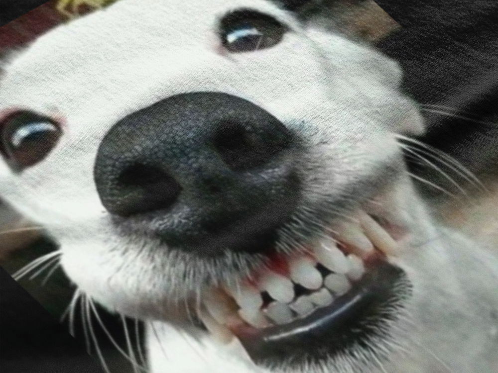 Perro sonriente